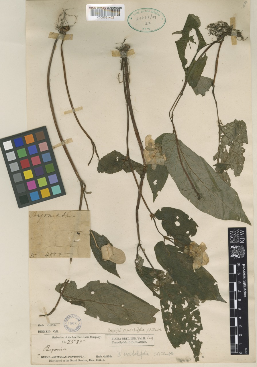 B. sandalifolia